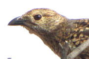 Spotted Bowerbird (Ptilonorhynchus maculatus)